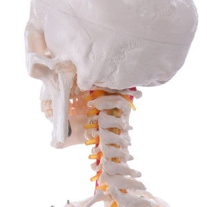 Anatomie Skelett mit Nervenenden Anatomie Skelett Mensch mit Nervenenden