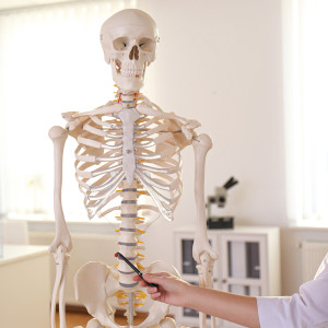 Anatomie Skelett als Anschauungsmaterial
