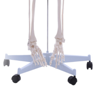 Anatomie Skelett Mensch Stativ