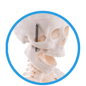 Kleines menschliches Skelett mit beweglichem Kiefer
