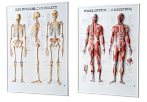 Anatomische 3D Relieftafeln