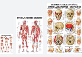 Anatomische Lehrtafeln