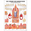 morepic-1