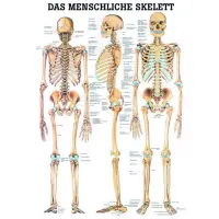 Das menschliche Skelett und Extremitäten 