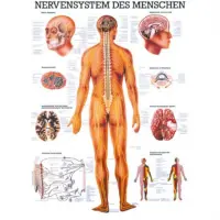 Nervensystem des Menschen Das Nervensystem des Menschen | Lehrtafel 70 x 100 cm | laminiert