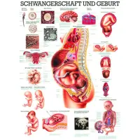 Schwangerschaft & Geburt Schwangerschaft & Geburt | Lehrtafel 70 x 100 cm | unlaminiert