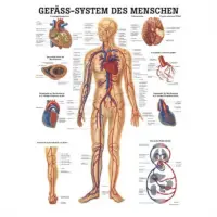 Das Gefäß-System des Menschen Poster 50x70cm | laminiert