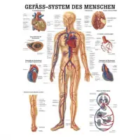 Das Gefäß-System des Menschen Mini-Poster 24x34cm | unlaminiert