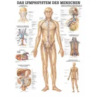 "Das Lymphsystem des Menschen" und "Lymphdrainage" Das Lymphsystem | Mini-Poster 24 x 34 cm | laminiert