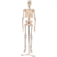 Mini-Skelett, 45cm 