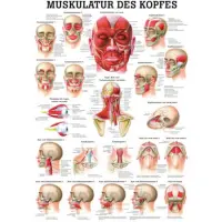 "Muskelsystem des Menschen" von verschiedenen Körperextremitäten Muskulatur des Kopfes | Poster 50 x 70 cm | unlaminiert