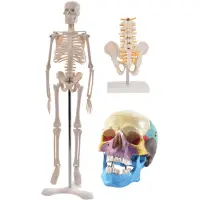 Anatomie Set II 
