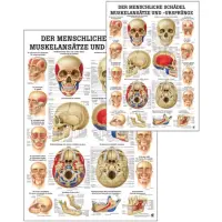 "Muskelsystem des Menschen" von verschiedenen Körperextremitäten Schädel, Muskelansätze u. Ursprünge  | Mini-Poster 24 x 34 cm | unlaminiert