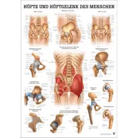 Hüfte und Hüftgelenke des Menschen Hüfte u. Hüftgelenke | Mini-Poster 24 x 34 cm | laminiert