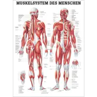 "Muskelsystem des Menschen" von verschiedenen Körpersequenzen Das Muskelsystem des Menschen | Lehrtafel 70 x 100 cm | unlaminiert