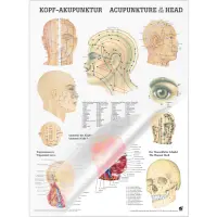 Miniposter "Körperakupunktur" Kopfakupunktur | Poster 50 x 70 cm | laminiert