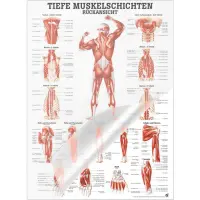 "Muskelsystem des Menschen" von verschiedenen Körpersequenzen Tiefe Muskelschichten - Rückansicht | Lehrtafel 70 x 100 cm | laminiert