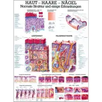 Lehrmittel "Haut, Haare und Nägel" Lehrtafel 70 x 100 cm | unlaminiert