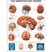 Das menschliche Gehirn Lehrtafel 70 x 100 cm | unlaminiert