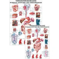 Verdauungsorgane - normale Anatomie u.  Erkrankungen 