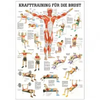 Krafttraining für die Brust Mini-Poster 24 x 34 cm | laminiert