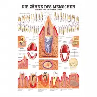 Die Zähne des Menschen 