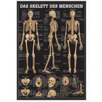 Das menschliche Skelett und Extremitäten Das Skelett des Menschen | Lehrtafel 70 x 100 cm | unlaminiert
