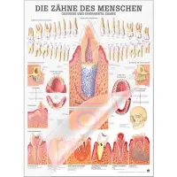 Die Zähne des Menschen Lehrtafel 70 x 100 cm | laminiert