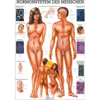 Hormonsystem des Menschen 