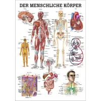 Der menschliche Körper Lehrtafel 70 x 100 cm | unlaminiert