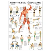 Krafttraining für die Arme