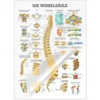 Die Wirbelsäule Mini-Poster 24x34cm | laminiert
