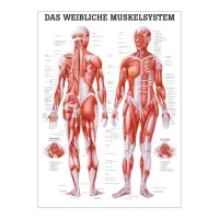 "Muskelsystem des Menschen" von verschiedenen Körpersequenzen Das weibliche Muskelsystem | Poster 50 x 70 cm | unlaminiert