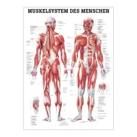"Muskelsystem des Menschen" von verschiedenen Körpersequenzen Das Muskelsystem des Menschen | Poster 50 x 70 cm | unlaminiert