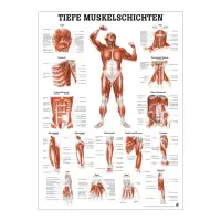 "Muskelsystem des Menschen" von verschiedenen Körpersequenzen Tiefe Muskelschichten - Vorderansicht | Poster 50 x 70 cm | unlaminiert