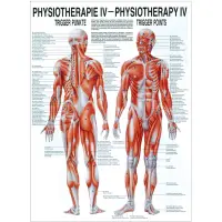Physiotherapie IV - Triggerpunkte Mini-Poster 24 x 34 cm | unlaminiert
