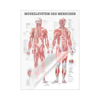"Muskelsystem des Menschen" von verschiedenen Körpersequenzen Das Muskelsystem des Menschen | Mini-Poster 24 x 34 cm | laminiert