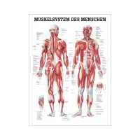 "Muskelsystem des Menschen" von verschiedenen Körpersequenzen Das Muskelsystem des Menschen | Mini-Poster 24 x 34 cm | unlaminiert