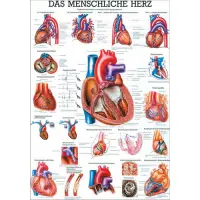 "Das menschliche Herz" u. "Herzinfarkt" Das menschliche Herz | Lehrtafel 70 x 100 cm | laminiert