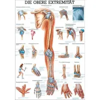 Die obere Extremität Poster 50 x 70 cm | unlaminiert