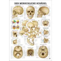 Der menschliche Schädel Die Schädelknochen des Menschen | Lehrtafel 70 x 100 cm | laminiert
