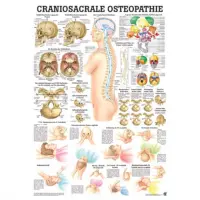 Der menschliche Schädel Craniosacrale Osteopathie | Mini-Poster 24 x 34 cm | unlaminiert