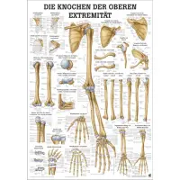 Mini-Poster, Poster und Lehrtafeln der  "Unteren und oberen Extremitäten des Menschen" Die Knochen der oberen Extremität | Mini-Poster 24 x 34 cm | laminiert