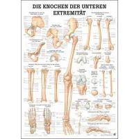 Mini-Poster, Poster und Lehrtafeln der  "Unteren und oberen Extremitäten des Menschen" Die Knochen der unteren Extremität | Lehrtafel 70 x 100 cm | unlaminiert