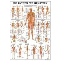 Die Faszien des Menschen