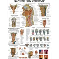 Lehrtafel "Rachen und Kehlkopf" Lehrtafel 70 x 100 cm | unlaminiert