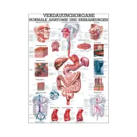 Verdauungsorgane - normale Anatomie u.  Erkrankungen Mini-Poster 24 x 34 cm | unlaminiert