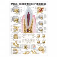 Zähne, Kiefer u. Kiefergelenk Mini-Poster 24 x 34 cm | laminiert