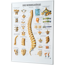 Relieftafel "Die Wirbelsäule" 