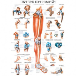 Mini-Poster, Poster und Lehrtafeln der  "Unteren und oberen Extremitäten des Menschen" Die untere Extremität | Poster 50 x 70 cm | unlaminiert